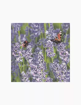 Serwetki 33 x 33 cm (20szt) Polmak - Lawendy i motyle 55.SL-OG-060101